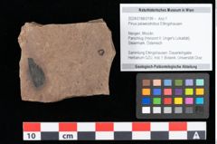 Foto (Objekt + Etikett) von Pinus palaeostrobus Ettingshausen (NHMW-GEO-2024-0188-0199)